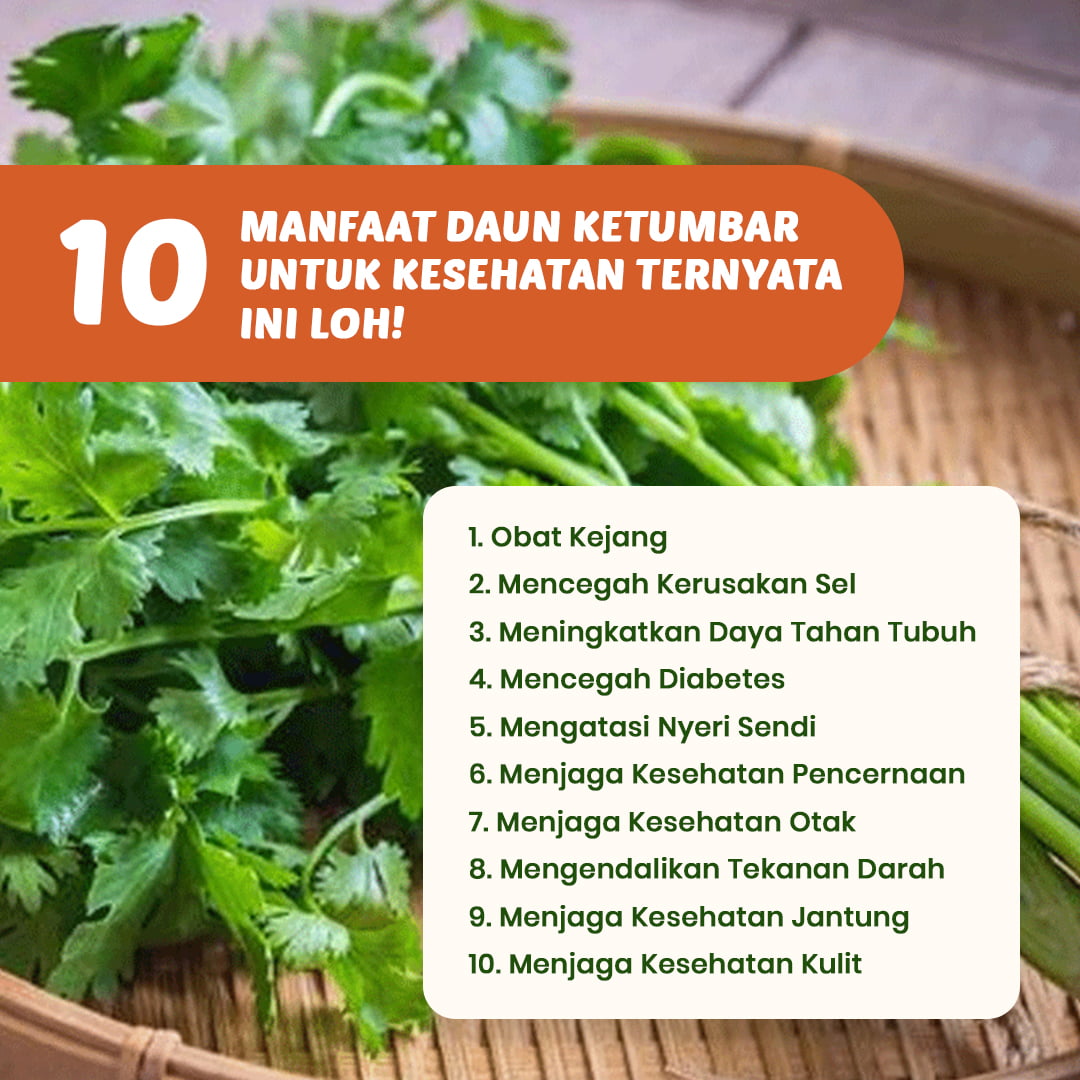 Inilah 10 Rahasia Manfaat Daun Ketumbar Untuk Kesehatan